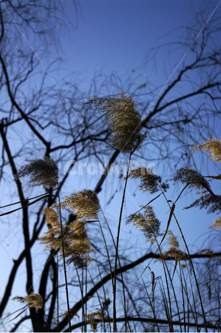 갈대,식물,plant,자연,nature,나무,하늘,식물,자연,plants,nature