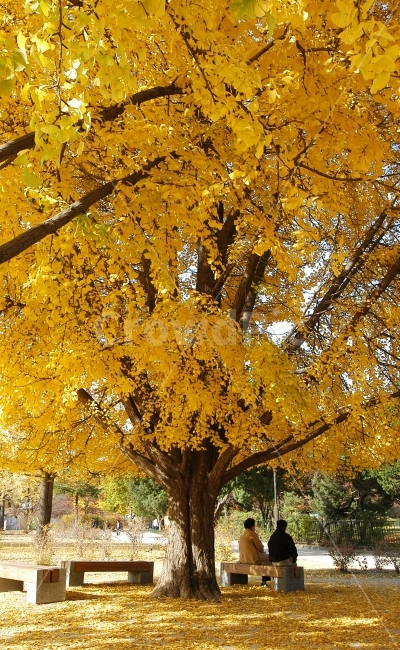 가을,단풍,나무,은행나무,은행잎,휴식,공원,의자,벤치,사람,노랑,옐로우,가을이미지,가을배경,풍경,가을풍경,가을,계절,fall,autumn,season,휴식,힐링,rest,relaxation,healing,사람,인물,인간,human,person,tree,plant,식물,tree trunk,나무 줄기