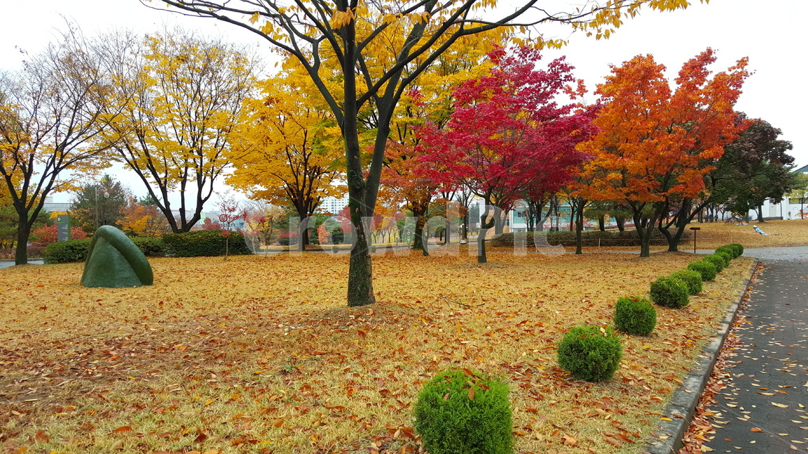 가을,단풍,낙엽,autumn,maple,fall,가을,계절,fall,autumn,season,tree,나무,plant,식물,leaf,잎