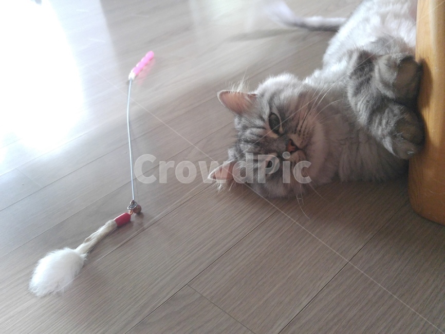 고양이,고양이장난감,심심한고양이,고양이장난,playwithme,cat,cattoy,borringcat,catplaing,지루함,지루한고양이