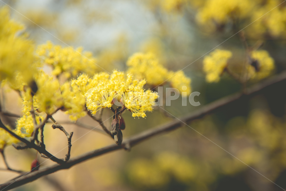 산수유,꽃,봄,노랑,flower,산수유나무,플라워,봄,계절,spring,season,plant,식물,blossom
