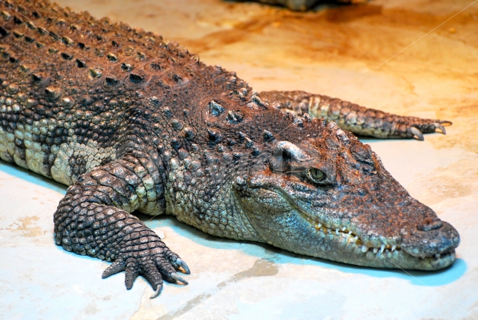 악어,동물,파충류,맹수,야생,야생동물,동물,animal,파충류,양서류,reptile,amphibian