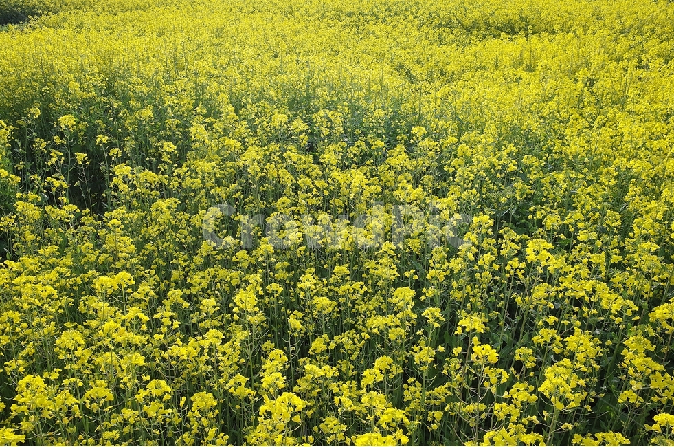 유채꽃밭,제주도,산방산유채꽃,유채꽃축제,산방산,유채꽃,봄,계절,spring,season,식물,자연,plants,nature,꽃,flower,field,들,plant,grassland,목초지,outdoors,옥외