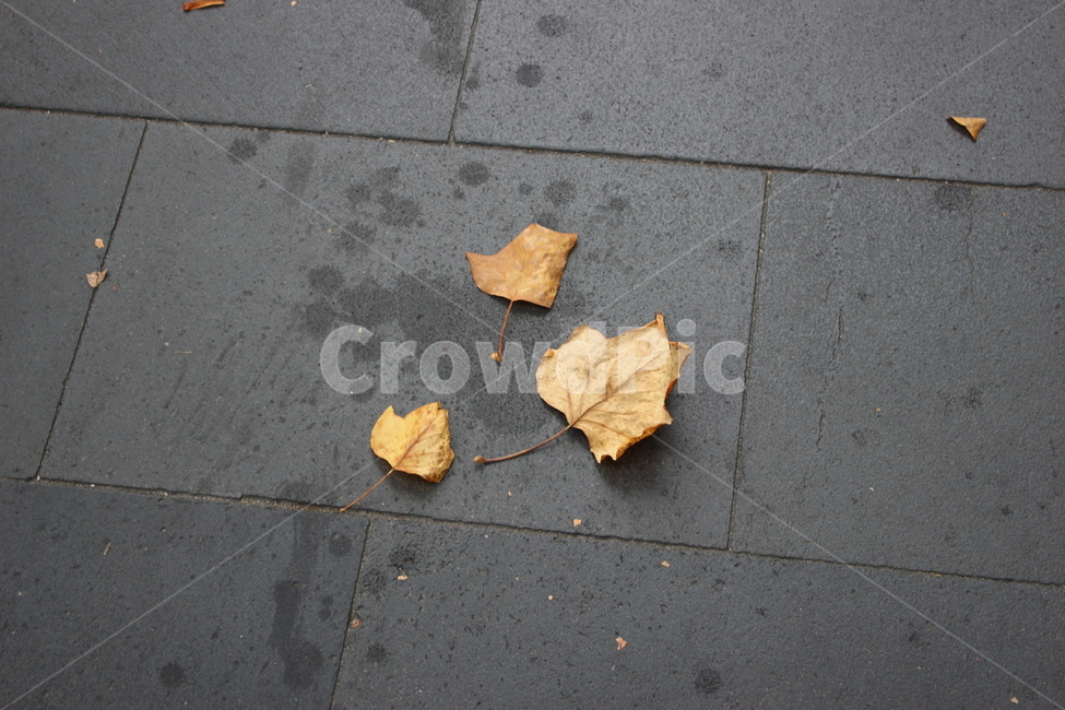 plant,tarmac,leaf,asphalt,ground,아스팔트,식물,타맥,바닥,낙엽,나뭇잎,잎