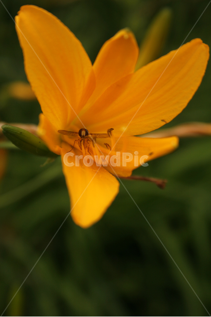 애기원추리,식물,flower,plants,nature,꽃,꽃봉오리,식물,자연,plants,nature,꽃,flower