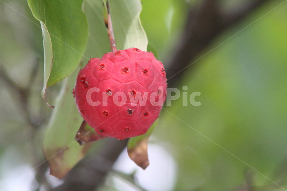 산딸나무,열매,약용식물,식물,cornuskousa,과일,열매,fruit