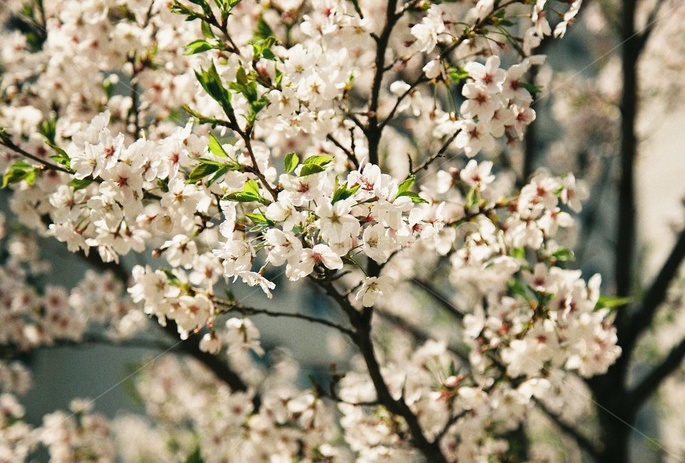 봄,꽃,벚꽃,하늘,필름,빈티지,나들이,데이트,피크닉,꽃놀이,봄,계절,spring,season,식물,자연,plants,nature,꽃,flower,plant,blossom