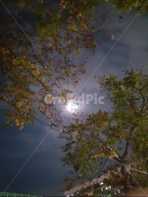 달,저녁,구름,풍경,보름달,야경,밤,풍경,nightscape,night,landscape,plant,식물,tree,나무,flare,플레어,light,빛