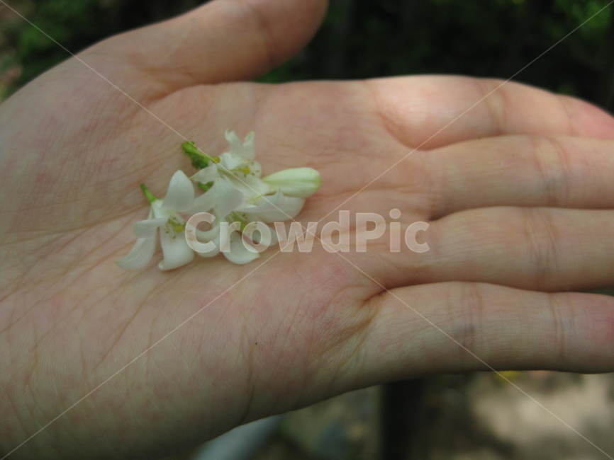 동남아,plant,식물,flower,자스민,자스민꽃,꽃,jasmine,손바닥,palm