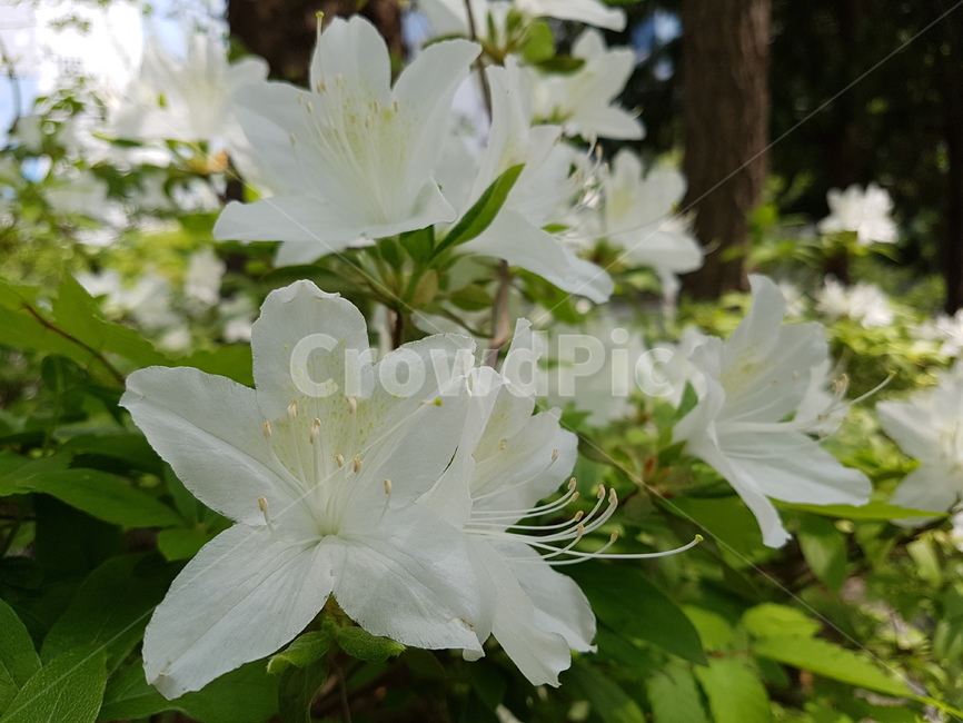 plant,식물,철쭉,흰철쭉,봄꽃,식물,자연,plants,nature,꽃,flower
