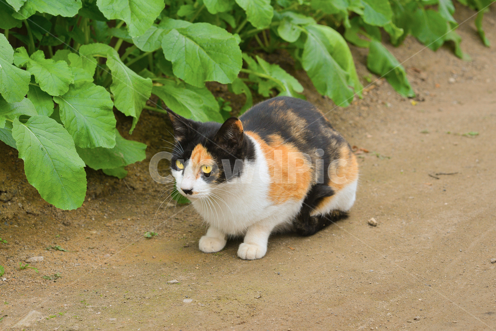 calico cat,stray cat,cat,animal,country cat