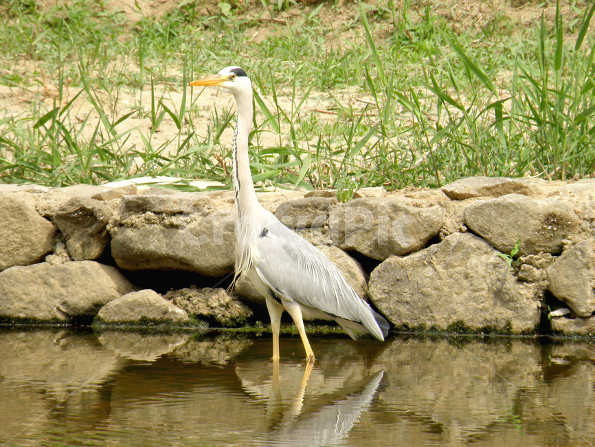 동물,학,조류,새,왜가리,불광천,동물,animal,조류,새,birds
