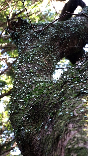 넝쿨,자연,습기,비자림,제주,자연의신비,식물,자연,plants,nature,나무,trees,wood