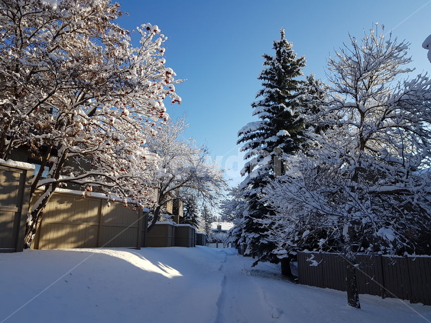 전나무,겨울,풍경,눈,tree,겨울,계절,winter,season,자연,풍경,nature,landscape