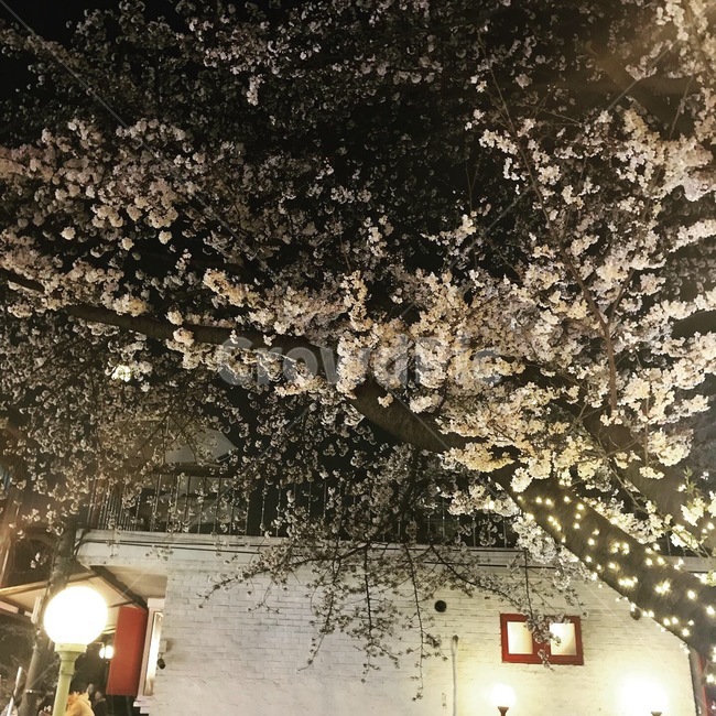꽃,꽃나무,밤,벚꽃,흰건물