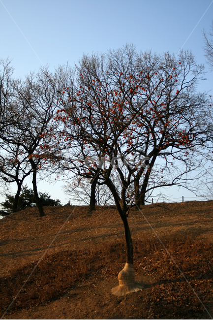 갈색,나무,가을빛,감나무,열매,하늘,감,가을,계절,fall,autumn,season,자연,풍경,nature,landscape,식물,plants,나무,trees,wood,tree,plant,tree trunk,나무 줄기,outdoors,옥외,grassland,목초지,field,들,savanna,대초원