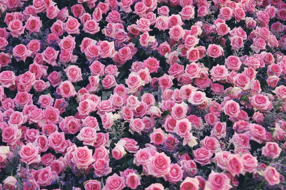 꽃,장미,장미꽃,5월장미,핑크색꽃,핑크,노란색,붉은색