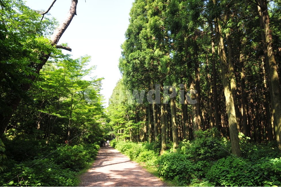 제주도,한라산둘레길,사려니숲길,삼나무숲,신록,자연,풍경,nature,landscape,식물,plants,나무,trees,wood,outdoors,옥외,garden,정원,arbour,정자,path,통로