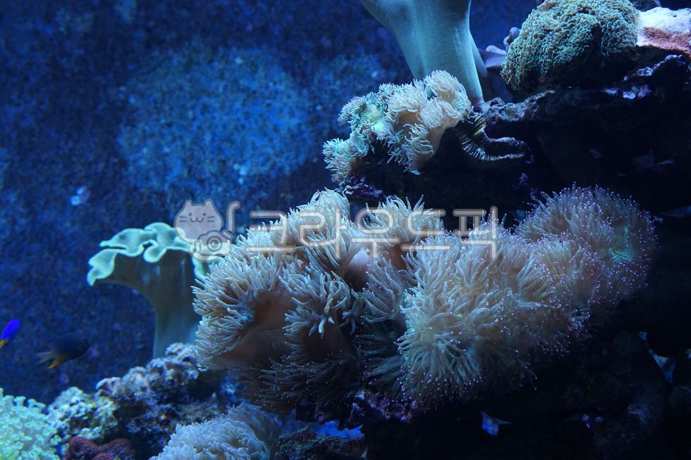 바다,아쿠아리움,말미잘,물생활,해양생물,산호초,fish,물고기,seaanemone,물,water,sea,암초