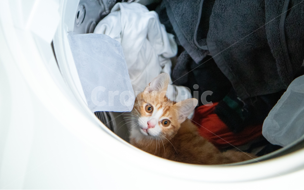고양이,아기고양이,코리안숏헤어,치즈태비,세탁기