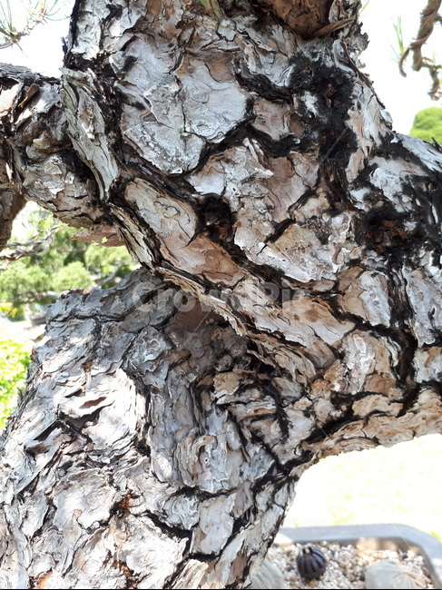 소나무,소나무껍질,자연,송진,풍경,분재,나무,trees,wood