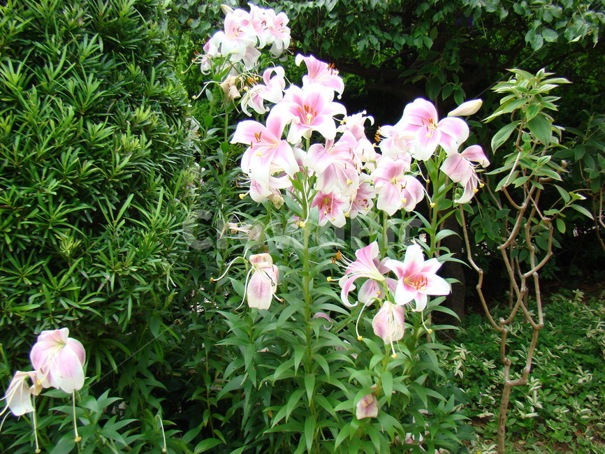 자연,꽃,나무,식물,경관,식물,자연,plants,nature,꽃,flower