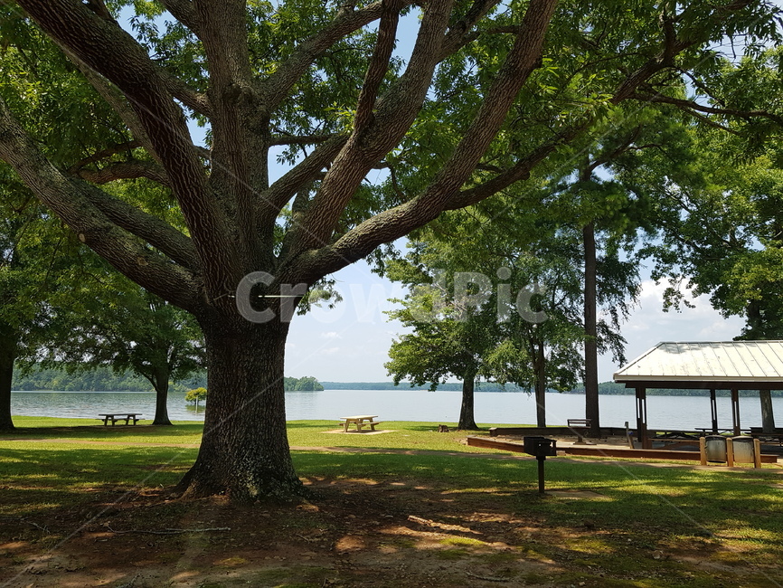 autumn,tree,나무,나무줄기,plant,식물,공원,park,bench,벤치,잔디,강,호수,river,lake
