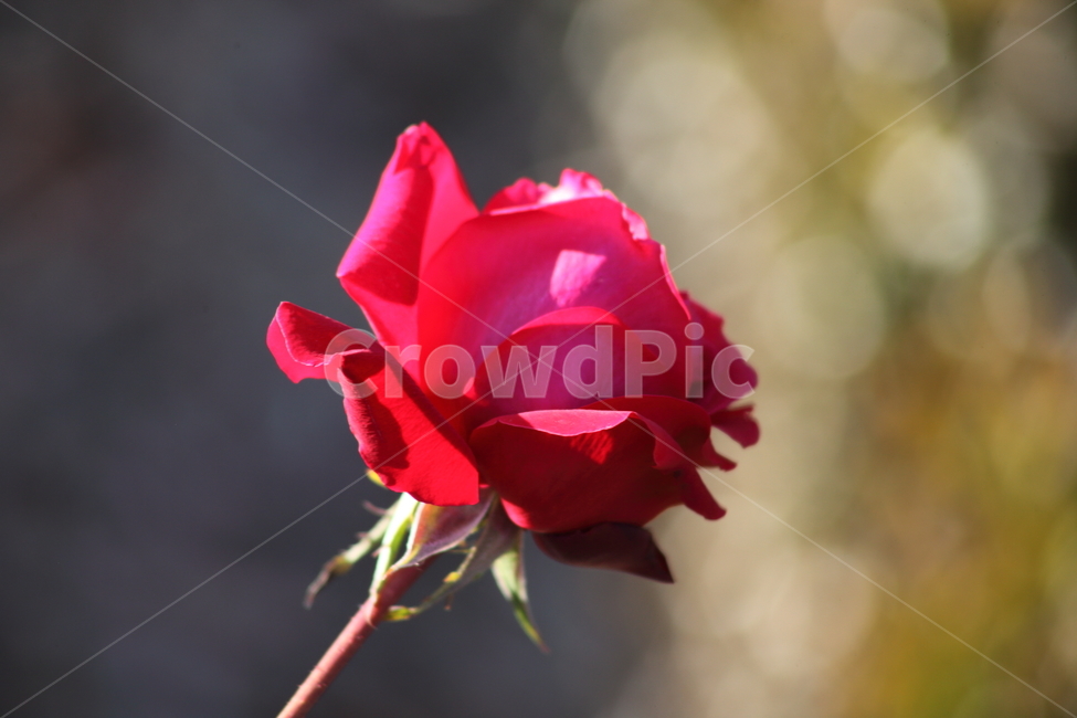 장미,꽃,식물,정원수,rose,식물,자연,plants,nature,꽃,flower