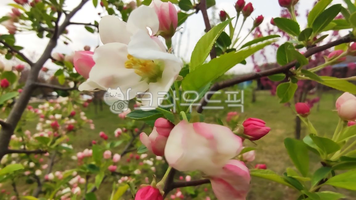 꽃사과,꽃사과나무,사과꽃,malusprunifolia,벚잎꽃사과,돌사과,plant,식물,blossom,flower,꽃,petal,꽃잎