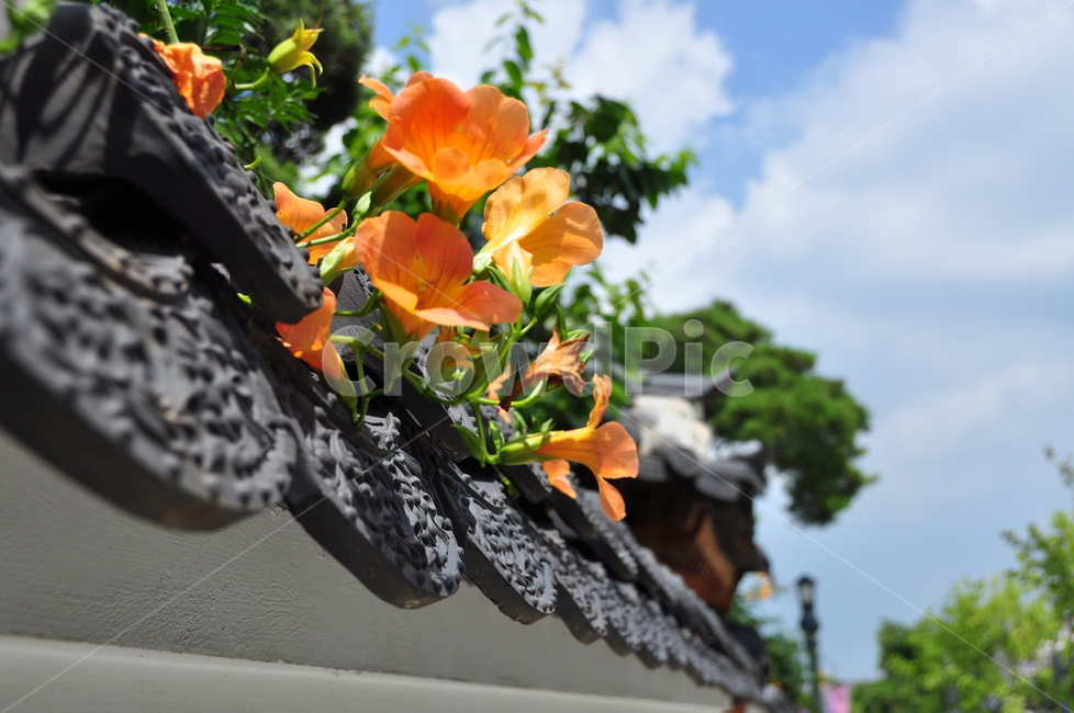 벽,꽃,나팔꽃,기와,여름,식물,자연,plants,nature,꽃,flower