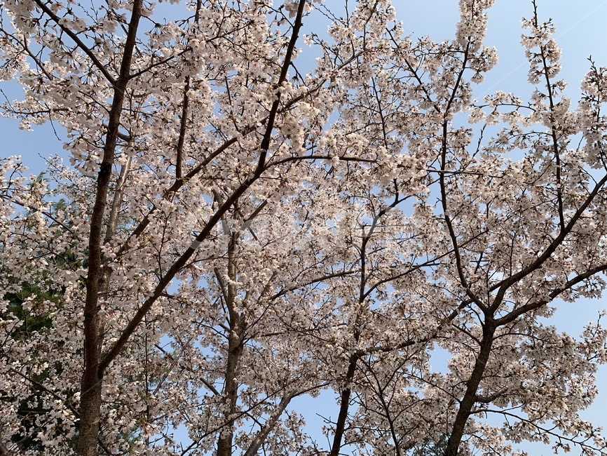 벚꽃,봄꽃,꽃,봄,자연,봄,계절,spring,season,자연,풍경,nature,landscape,plant,식물,blossom,flower,cherry blossom