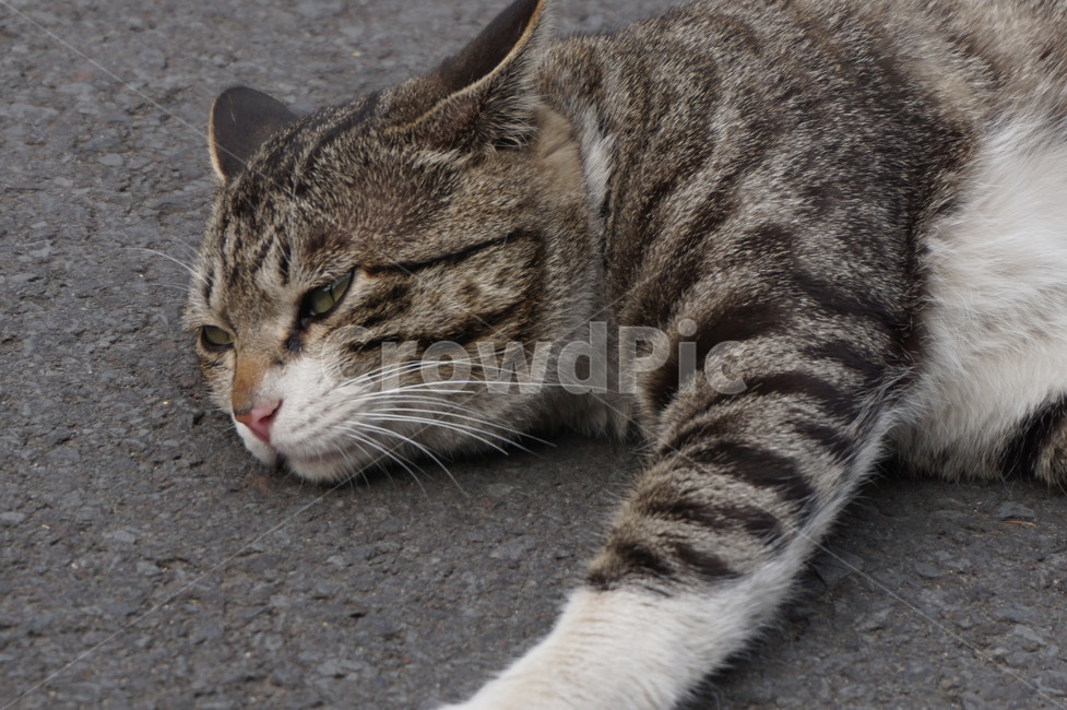 고양이,동물,길고양이,코리안숏헤어,졸림,cat,animal,koreanshothair,sleepiness,straycat,kitty,동물,animal,포유류,mammal,고양이,cat,kitten,kitty