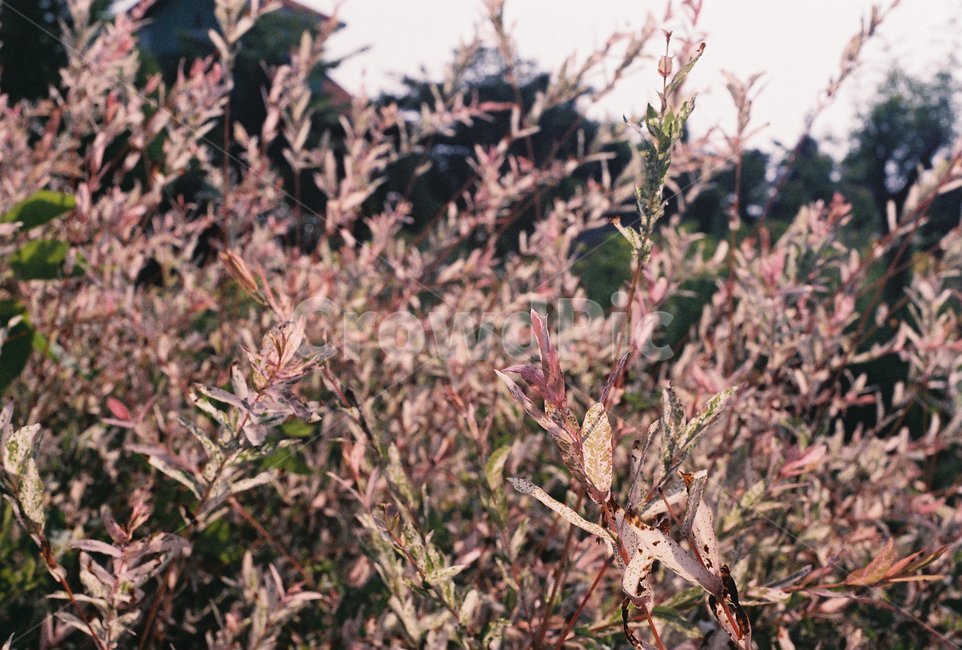 식물,꽃,나무,감성,햇빛,식물,자연,plants,nature,감성,sensible,feeling