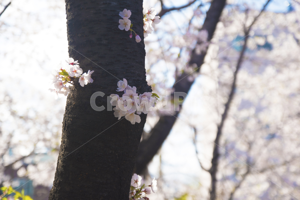 벚꽃,나무,계절,봄,꽃,봄,계절,spring,season,식물,자연,plants,nature,꽃,flower,plant,blossom,cherry blossom