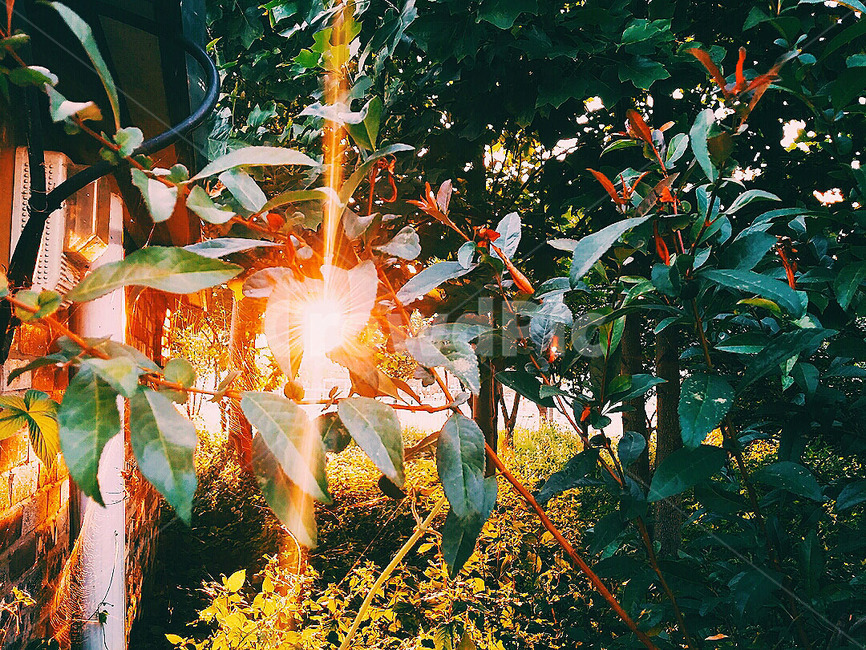 노을,공원,햇빛,나뭇잎,초록,sunset,붉은노을,leaf