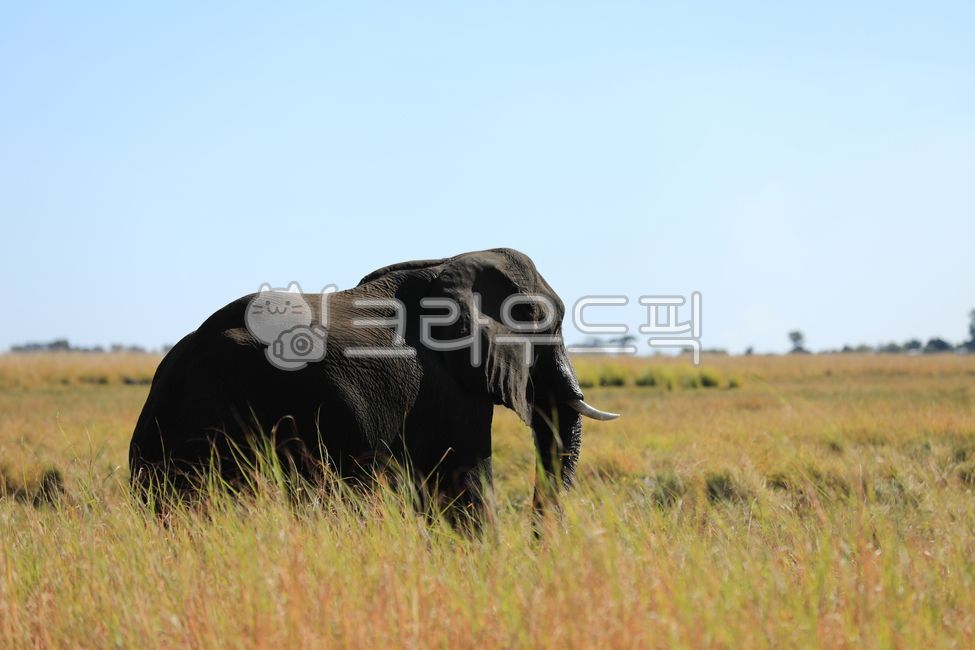 코끼리,elephant,동물,초식동물,아프리카코끼리,animal