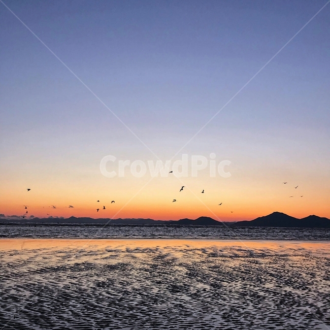 갈대,자연,노을,하늘,역광,갈매기,갯벌,바다,자연,풍경,nature,landscape,outdoors,옥외,animal,동물,bird,새,adventure,모험,leisure activities,레저 활동