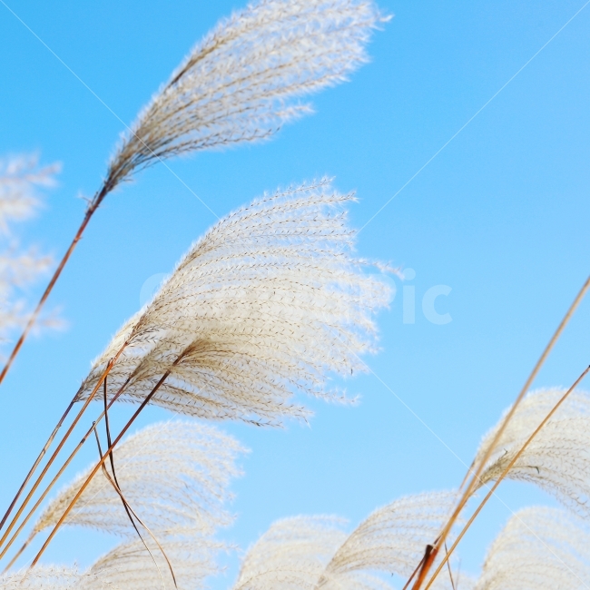 가을,풍경,억새,하늘,공원,가을,계절,fall,autumn,season,식물,자연,plants,nature,grass,잔디,plant,lawn,reed,갈대