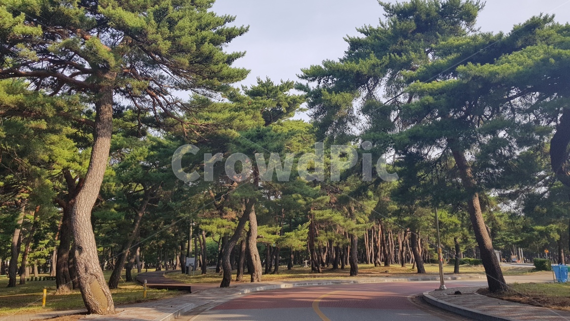 소나무,나무,숲,forest,tree,초록색,녹음,푸름,피톤치드,숲길,산책로
