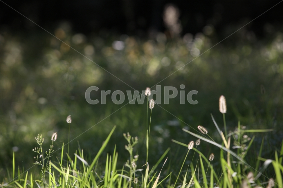 들풀,강아지풀,foxtail,풍경,자연,식물,식물,자연,plants,nature