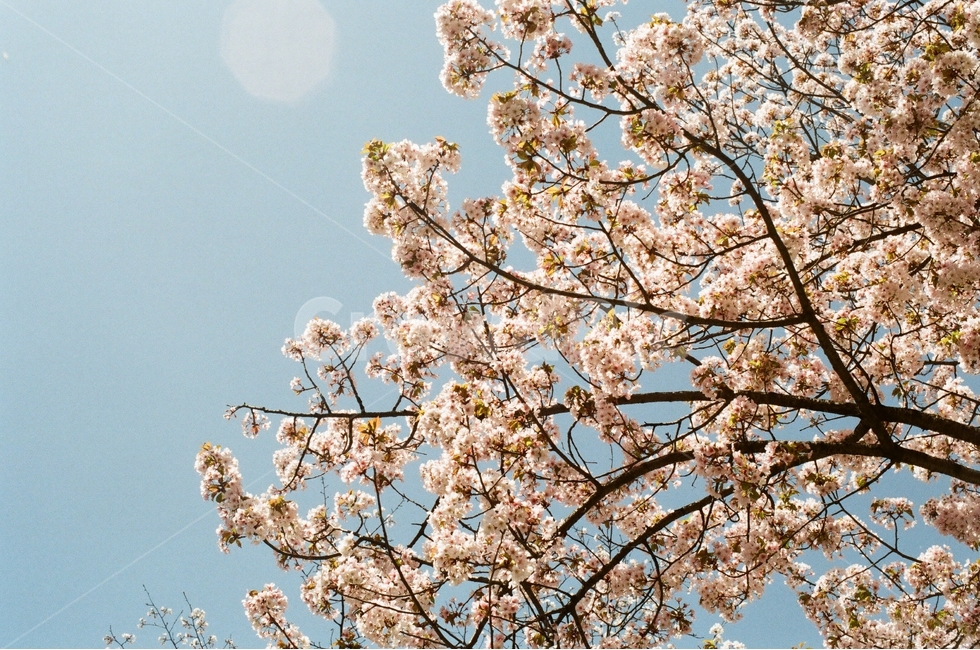 봄,벚꽃,꽃,필름사진,필름카메라,봄,계절,spring,season,식물,자연,plants,nature,꽃,flower,감성,sensible,feeling,plant,blossom,cherry blossom