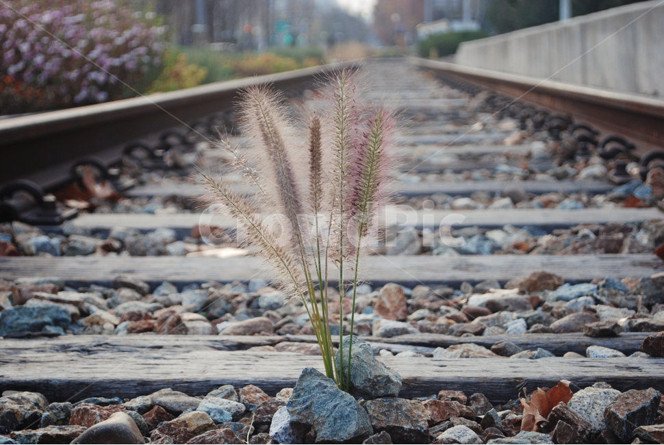 감성,가을,자연,기찻길,낙엽,하늘,나뭇가지,가을,계절,fall,autumn,season,식물,자연,plants,nature,railway,철도,rail,레일,transportation,교통,train track,rubble,파편,gravel,자갈,dirt road,흙길,road,도로