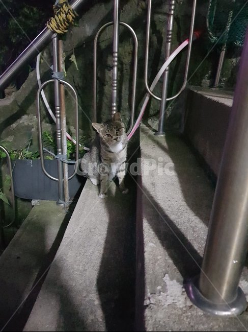 계단,고양이,그림자,갸웃,밤