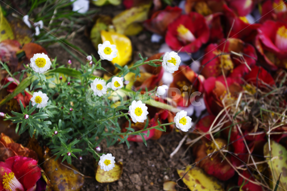 낙화,꽃잎,동백꽃,꽃,flower,계절,봄,spring,식물,자연,plants,nature,꽃,flower