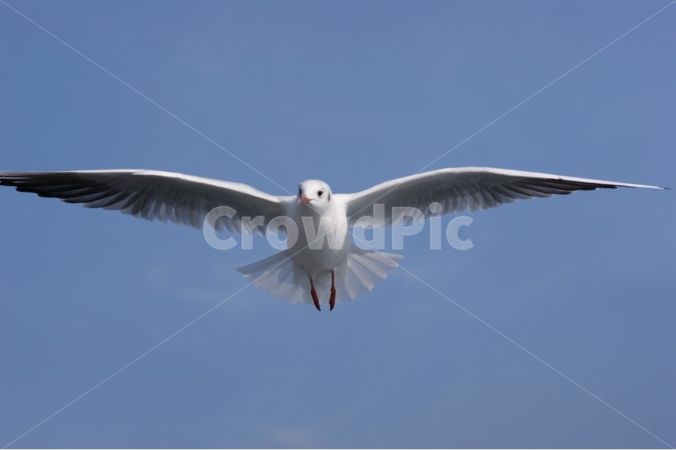 남해안,새,갈매기,seagull,birds,sky,날다,아날로그,파랑,동물,조류,바다,해안,sea,따뜻한,감성,낭만,feeling,한국자연풍경,풍경,자연,nature,blue,바닷가,하늘,자유,부산,landscape,날개,animal,자유로운,coast,한국,동물,animal,조류,새,birds