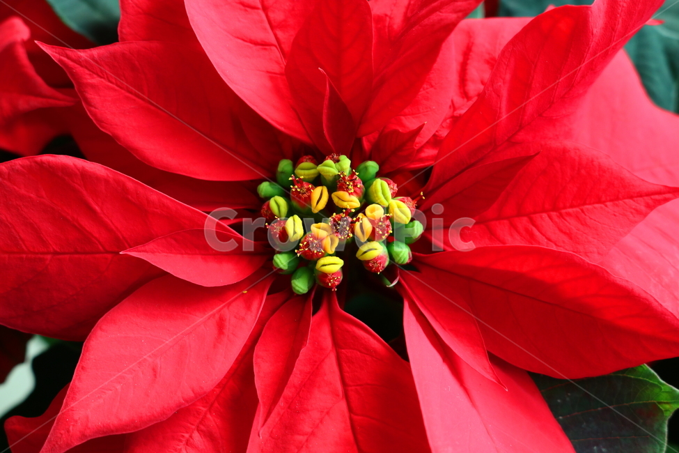 포인세티아,꽃,대극과,식물,상록관목,관상용,크리스마스,장식용,붉은색,빨간색,자연,나무,꽃,flower,메리크리스마스,성탄절,merry christmas