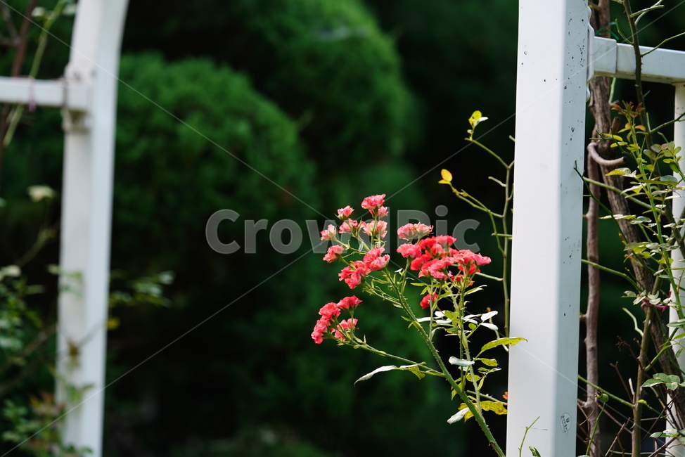 꽃,플라워,자연,식물,생물,생명,식물,자연,plants,nature,꽃,flower
