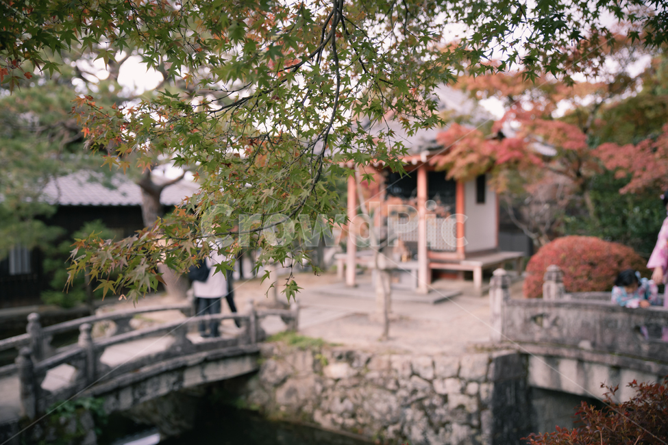 가을,일본,낙엽,단풍,나무,다리,가을,계절,fall,autumn,season,자연,풍경,nature,landscape,tree,plant,식물