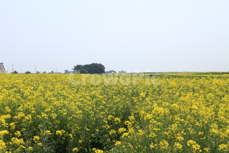field,들,outdoors,옥외,grassland,자연,nature,목초지,호미곶,유채꽅,노랑,향기,식물,자연,plants,nature,꽃,flower