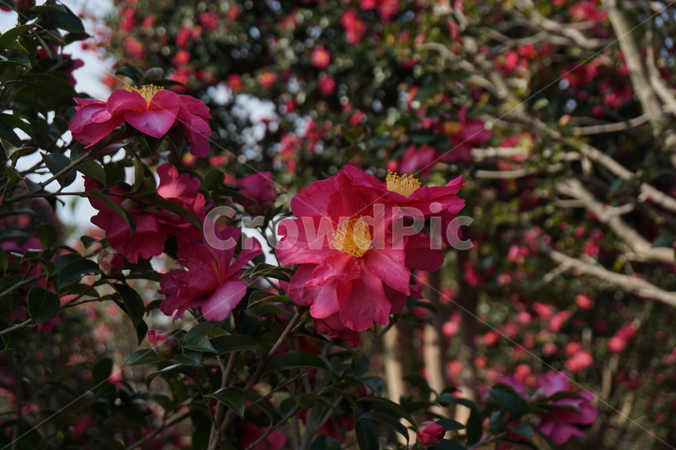 꽃,동백,flower,분홍,빨강,plant,식물,blossom,나무,아름다움,자연,nature,식물,자연,plants,nature,꽃,flower